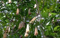 Leovet - SOS Hautpflege Shampoo bei Milben