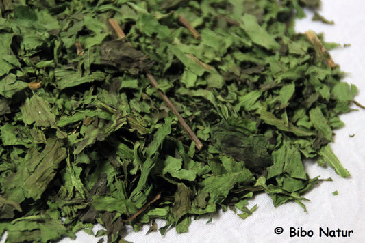 Bibo - Spitzwegerich