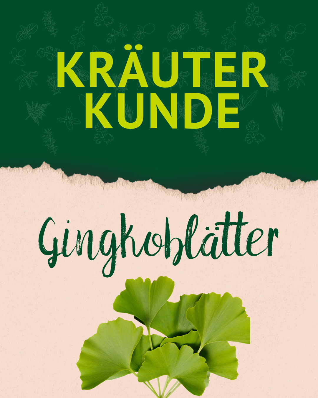 Lexa - Ginkgoblätter, 1kg
