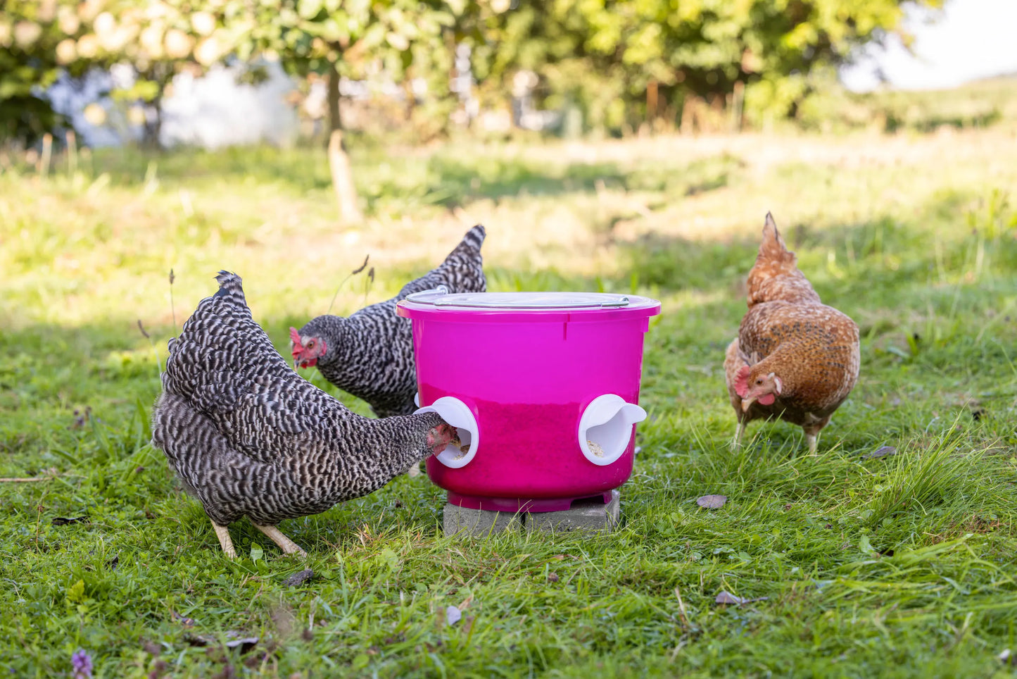 Kerbl - Futtereimer 12 Liter für Geflügel rosa transparent, mit 4 Futteröffnungen