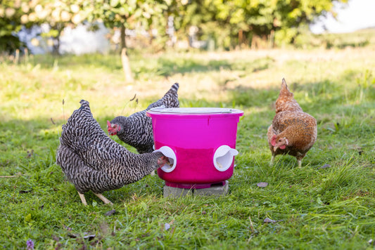 Kerbl - Futtereimer 12 Liter für Geflügel rosa transparent, mit 4 Futteröffnungen
