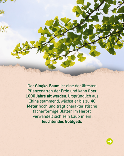 Lexa - Ginkgoblätter, 1kg