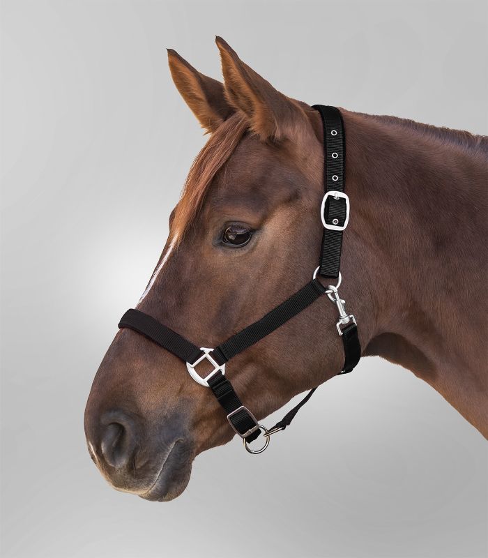 Waldhausen - Halfter Satin