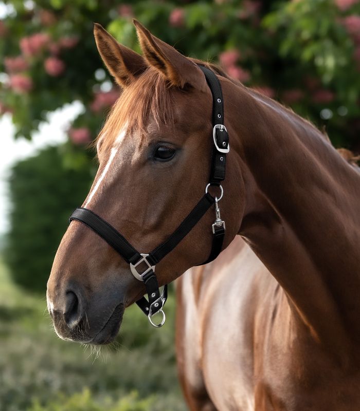 Waldhausen - Halfter Satin