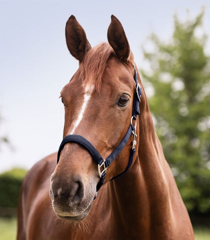 Waldhausen - Halfter Satin