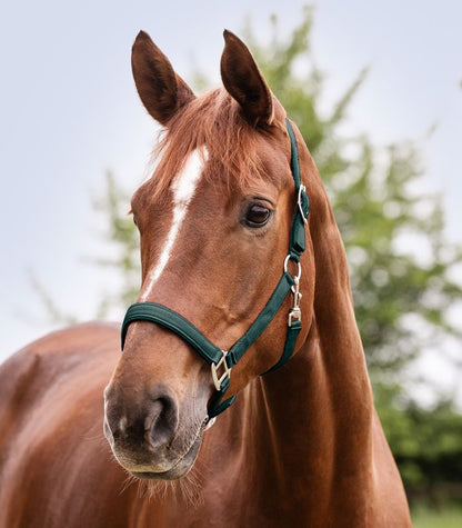 Waldhausen - Halfter Satin