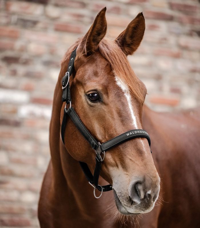 Waldhausen - Halfter Athletic