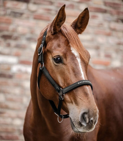 Waldhausen - Halfter Athletic