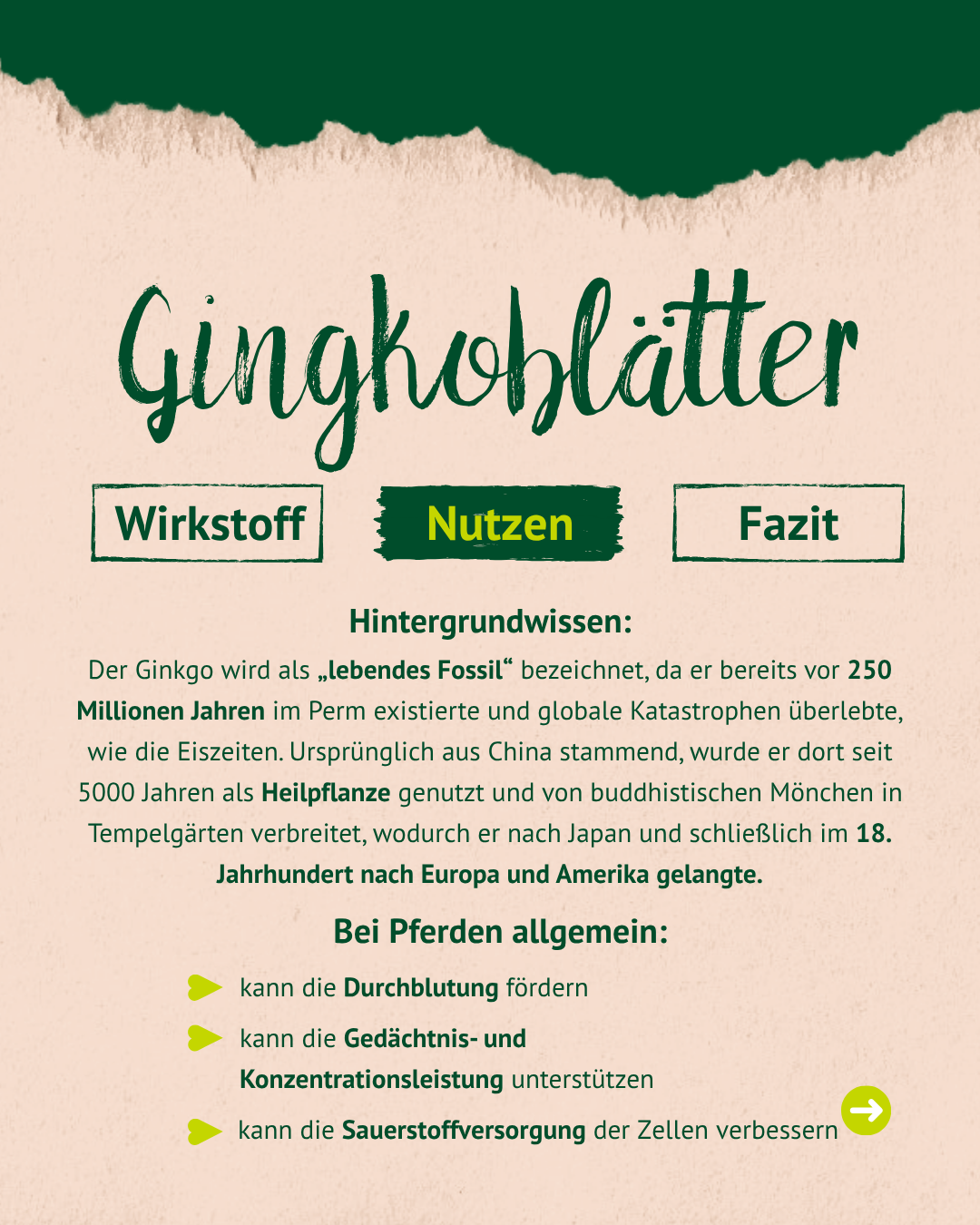Lexa - Ginkgoblätter, 1kg