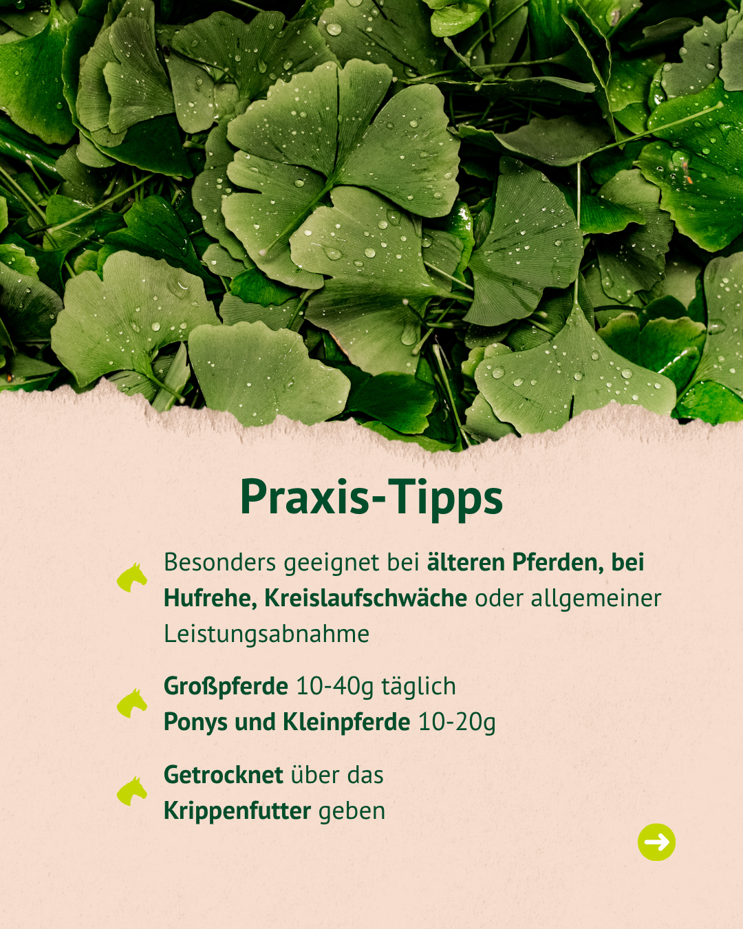 Lexa - Ginkgoblätter, 1kg