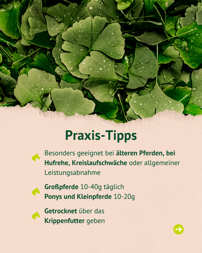 Lexa - Ginkgoblätter, 1kg