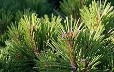 Leovet - Relax Aromaspray - Zirbenspray