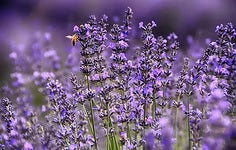 Leovet - Relax Aromaspray - Zirbenspray