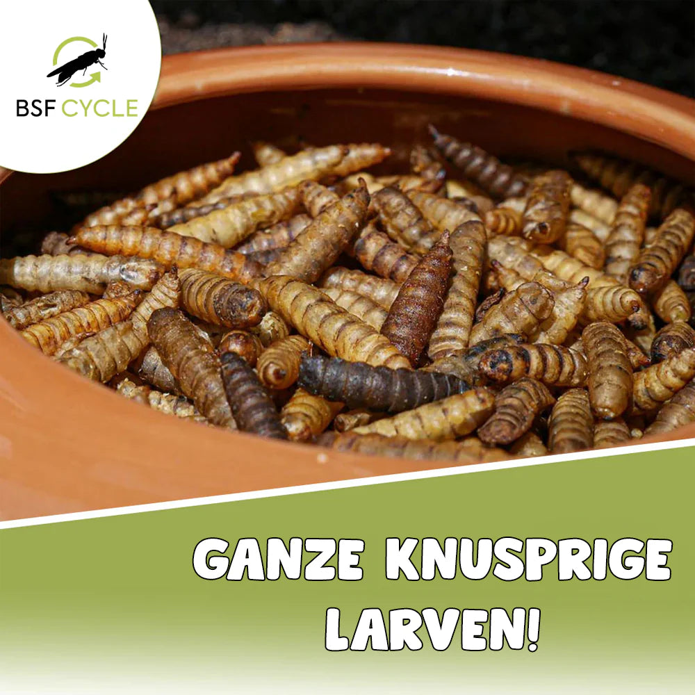 BSF Larven - getrocknete Soldatenfliegenlarven