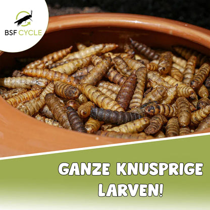 BSF Larven - getrocknete Soldatenfliegenlarven
