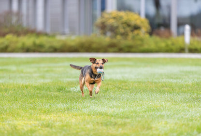 Trixie - Ball am Seil, Naturgummi