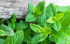 Leovet - Relax Aromaspray - Zirbenspray