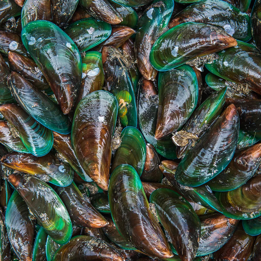 Purwell -Grünlippmuschelpulver für Hunde