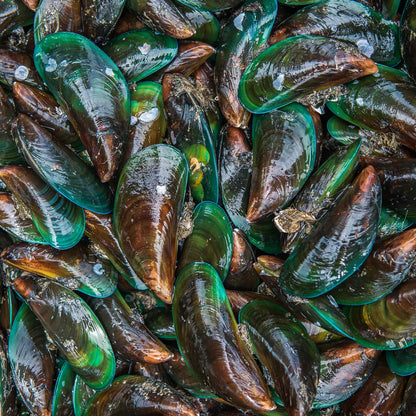 Purwell -Grünlippmuschelpulver für Hunde